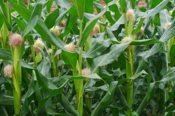 雷竞技raybet种植玉米要想有高产量花粒期的管理是重点农户