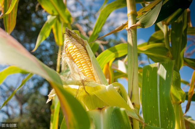 雷竞技raybet玉米种植技术及推广应用掌握这几个方法高产不