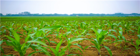 雷竞技raybetApp宿州市发布大豆玉米带状复合种植技术要点