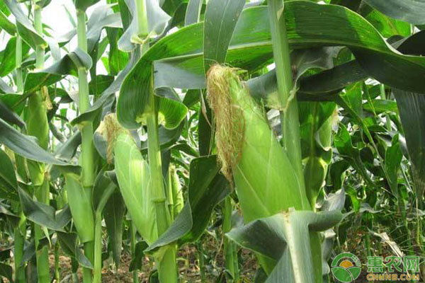雷竞技raybetApp【实用技术】糯玉米种植要点从选种到采收一步步教你如何种植糯玉米！